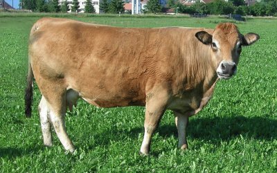 Vacca aubrac