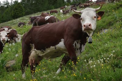 Vacca valdostana pezzata rossa