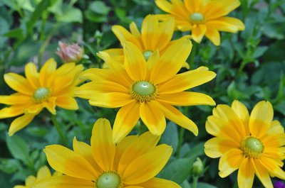 Rudbeckia