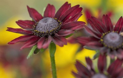 Rudbeckia