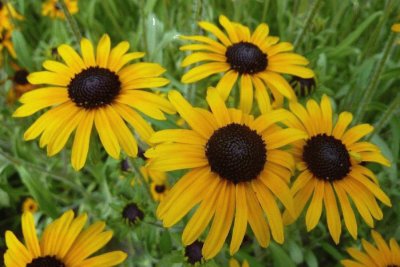 Rudbeckia