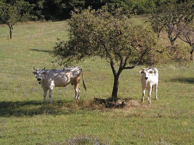 Vacca chianina