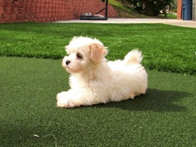 Maltipoo