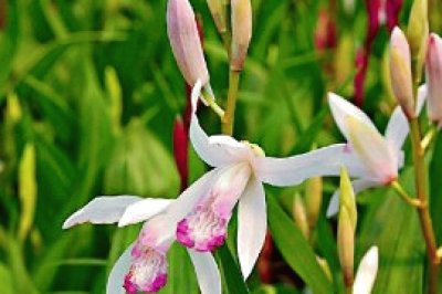 Bletilla striata