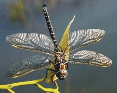 Dragonfly