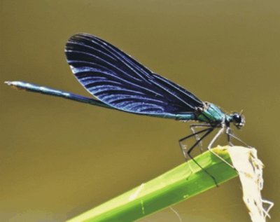 Dragonfly