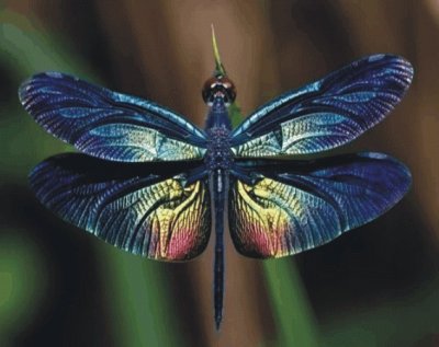 Dragonfly