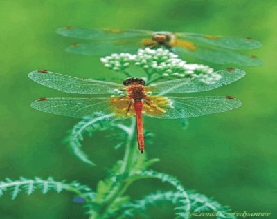 Dragonfly