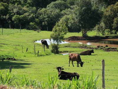 vacas