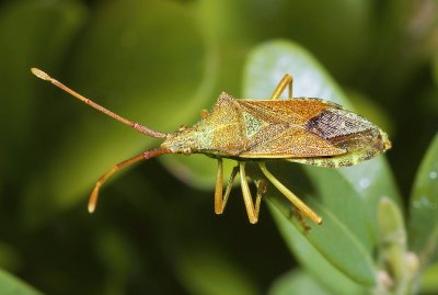 Cimice del nocciolo