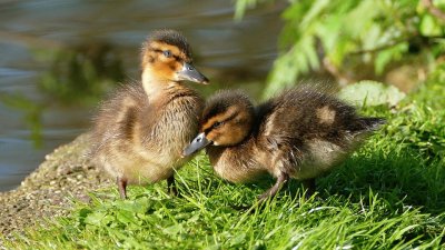 Patos