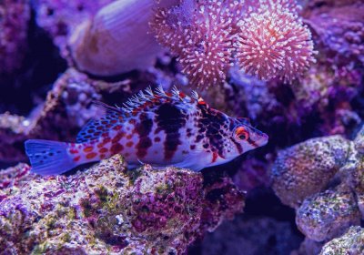 Purple Puffer Fish