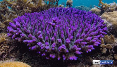 Beautiful Acropora Coral-Papua New Guinea