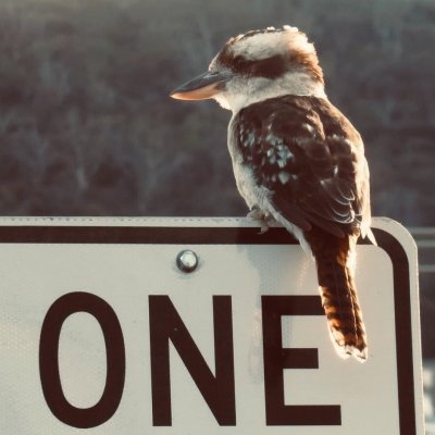 Counting kookaburra