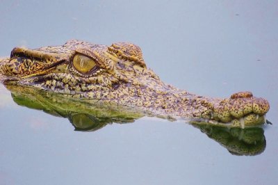 Aus crocodile