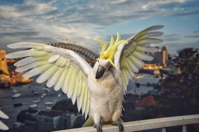 Sydney cockatoo