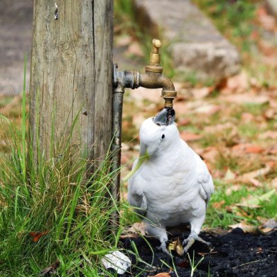 Thirsty cockatoo