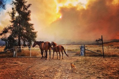 Bushfire at Cookamidgera