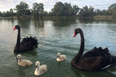 Wentworth swans   cygnets