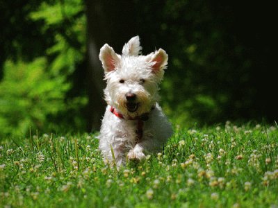 Westiepoo