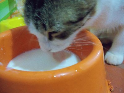 cat milk