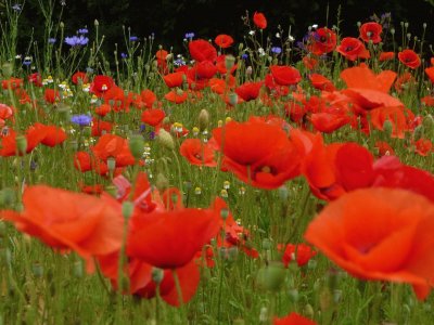 Coquelicots