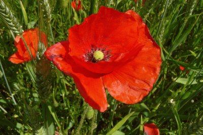 Coquelicot