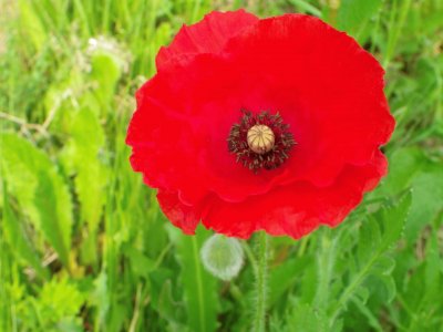 Coquelicot