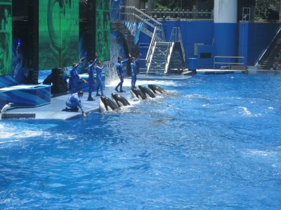 Sea World 1, 2011-Disney   's Travel