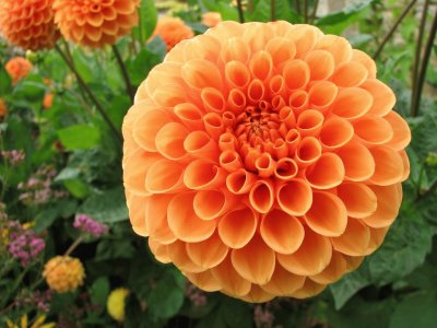 Dahlia