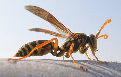 Polistes chinensi