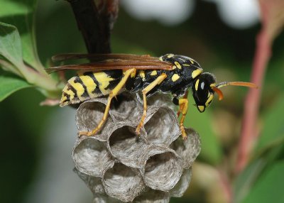 Polistes dominula