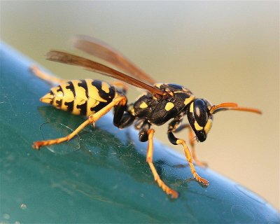 Polistes dominulus