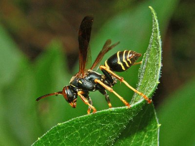 Polistes fuscatus