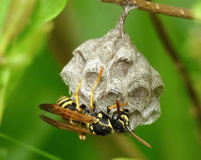 Polistes nympha