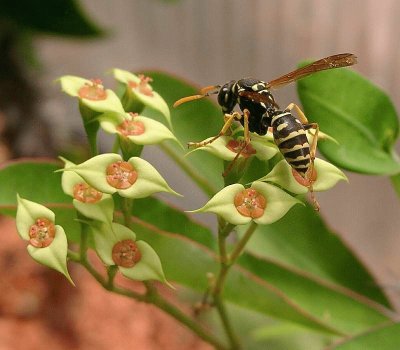 Polistes gallicus