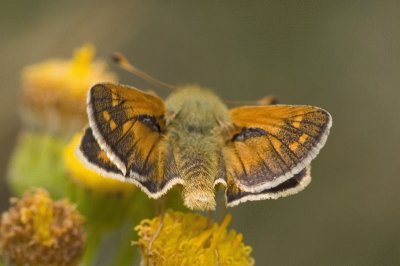 Esperia comma