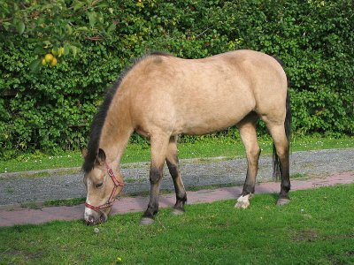 Buckskin new forest