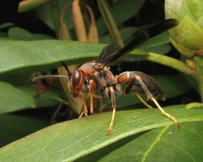 Polistes metricus