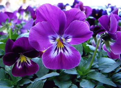 Vibrant Purple Pansy Flowers