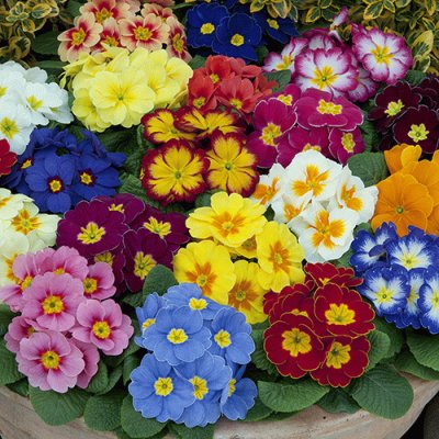 Gorgeous Primrose Garden