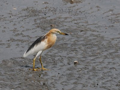 Sgarza di giava