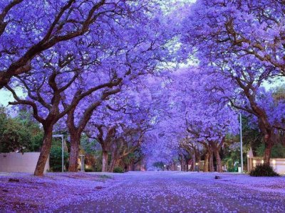 sendero morado