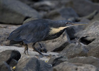 Tarabusino nero