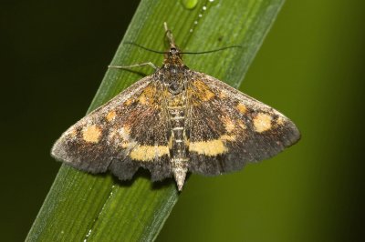 Pyrausta purpuralis