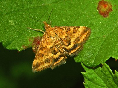 Pyrausta despicata