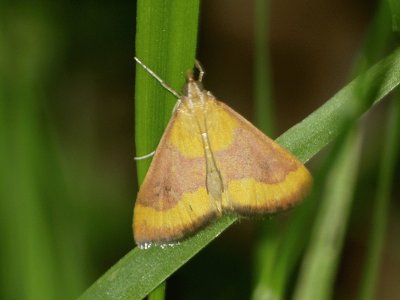 Pyrausta castalis