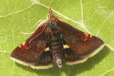 Pyrausta obfuscata