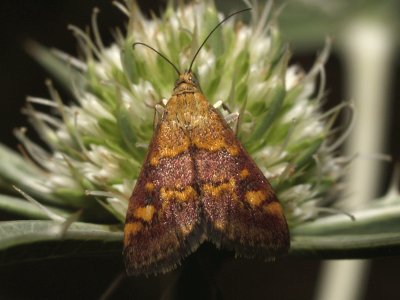 Pyrausta ostrinalis