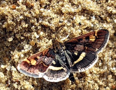 Pyrausta porphoyraus